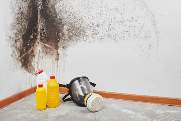 Best Certified Mold Removal  in Broadview, IL