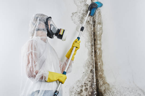 Home Mold Removal in Broadview, IL