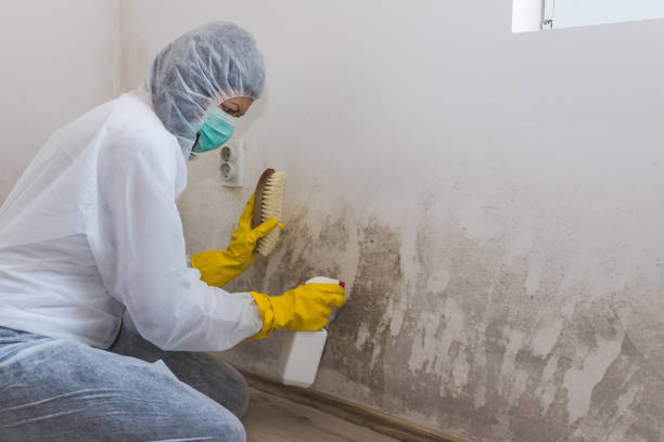 Best Toxic Mold Removal  in Broadview, IL