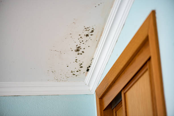Certified Mold Removal in Broadview, IL