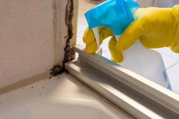 Best Commercial Mold Removal  in Broadview, IL
