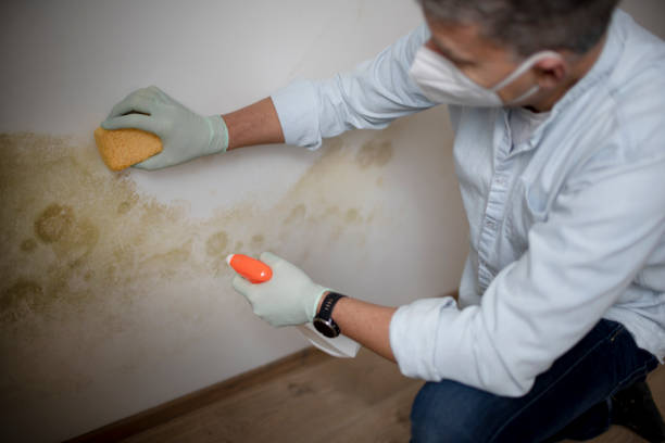 Best Mold Removal Company Near Me  in Broadview, IL