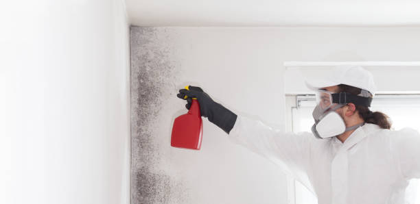 Best Black Mold Removal  in Broadview, IL