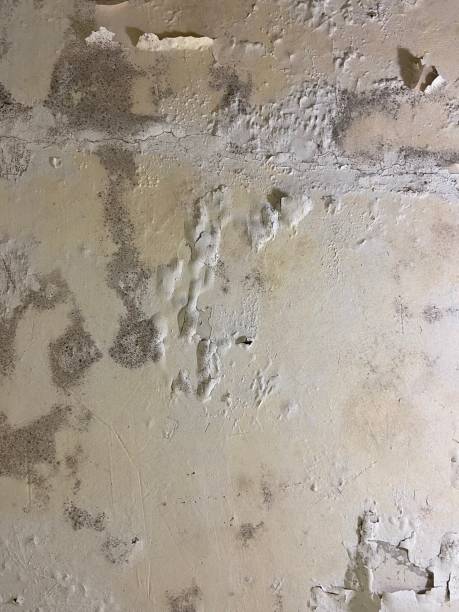 Best Residential Mold Removal  in Broadview, IL