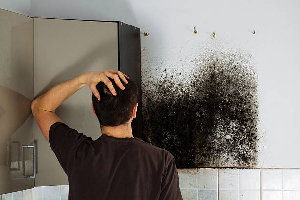 Best Residential Mold Removal  in Broadview, IL