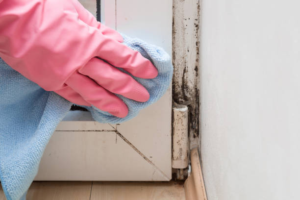 Best Attic Mold Removal  in Broadview, IL
