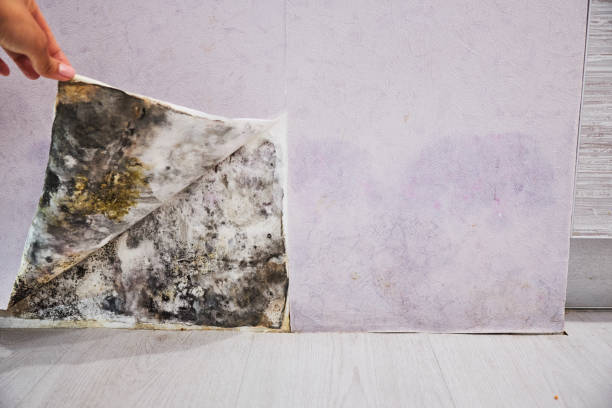Best Same-Day Mold Removal  in Broadview, IL